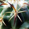 20 _Coryphantha _tripugionacantha_ 04